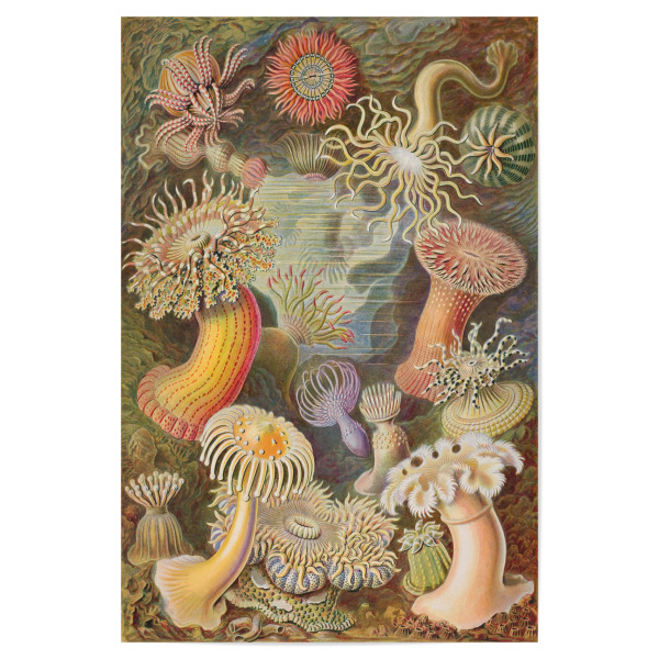 Poster "Actinien" artboxONE - Natur,Für Kinder,Tiere,Für Mama,Für Papa