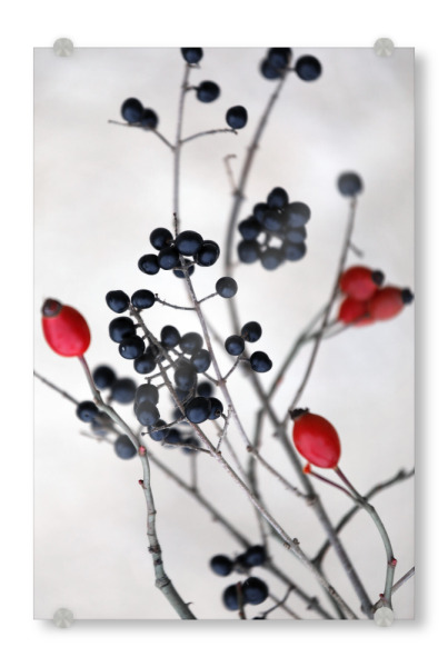 Acrylglasbild "Wildbeeren schwarz-rot" artboxONE - Natur,Floral,Essen & Trinken / Obst & Gemüse