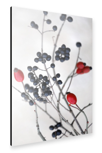 Alu-Dibond "Wildbeeren schwarz-rot" 30x20 cm artboxONE