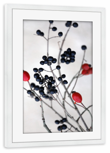 Poster mit Rahmen weiß "Wildbeeren schwarz-rot" artboxONE - Natur,Floral,Essen & Trinken / Obst & Gemüse