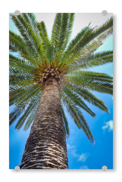 Acrylglasbild "Palmen Stilleben" artboxONE - Natur,Reise / Strand und Meer - Palme,Palm tree,Baum,Himmel,Blauer himmel