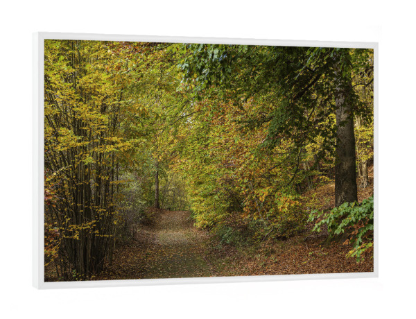 Poster mit weißem Rahmen "Weg, Laub, Wald" artboxONE - Natur,Reise
