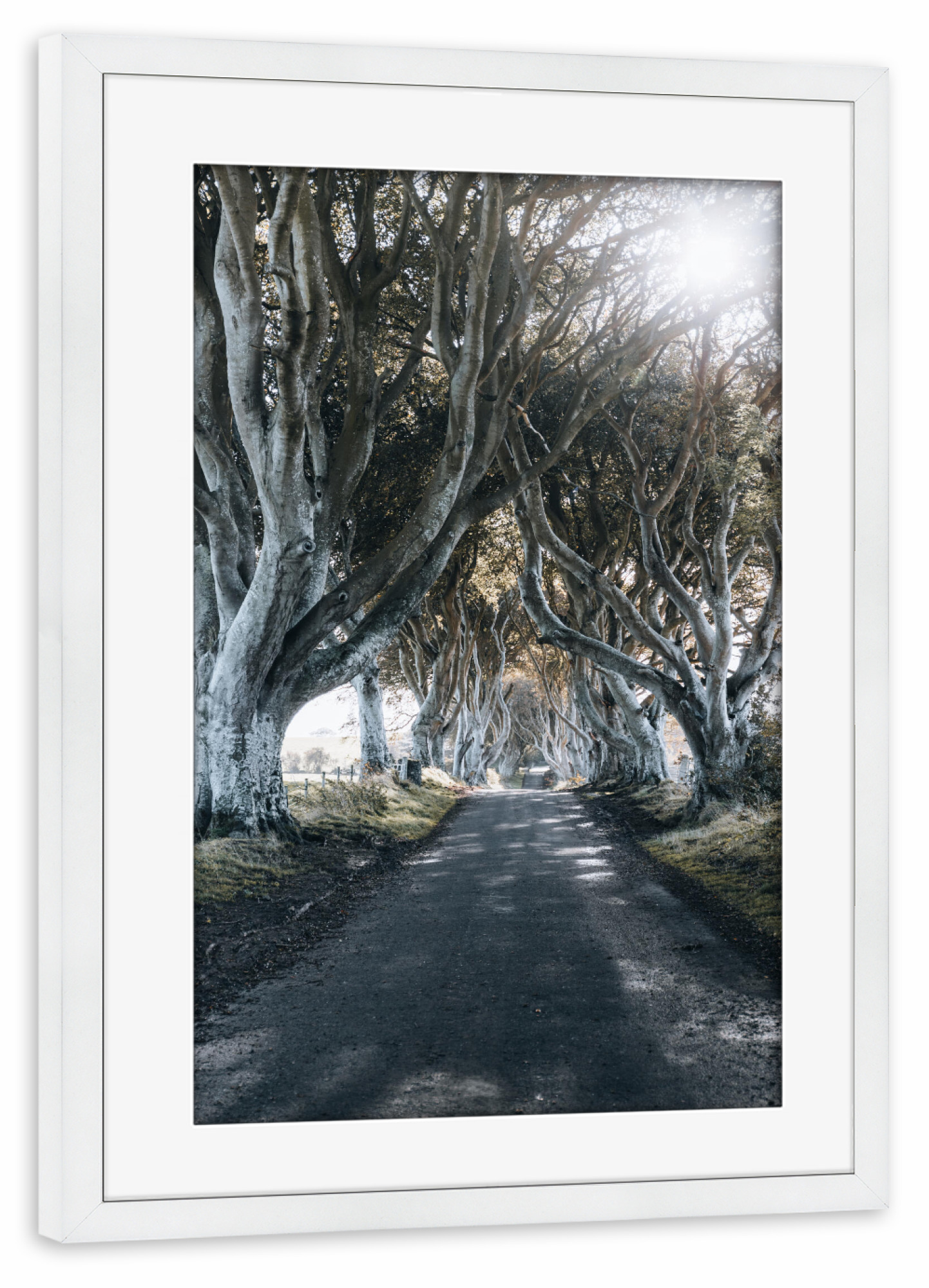 Poster mit Rahmen weiß "The Dark Hedges" artboxONE - Natur,Reise,Film,Reise / Länder - Wood,Wald,Thedarkhedges,Road,Straße,Nature,Natur