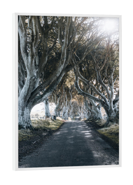 Poster mit weißem Rahmen "The Dark Hedges" artboxONE - Natur,Reise,Film,Reise / Länder - Wood,Wald,Thedarkhedges,Road,Straße,Nature,Natur
