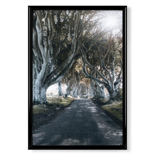 The Dark Hedges