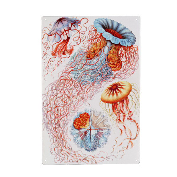 Holzbild "Discomedusae" artboxONE - Natur,Für Kinder,Tiere