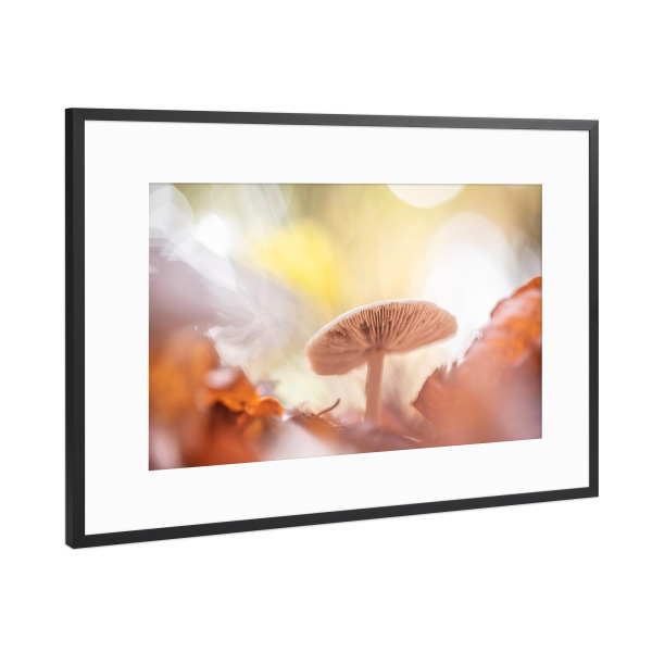 Poster mit Rahmen Schwarz (Metallic) "Herbstpilz" artboxONE - Natur