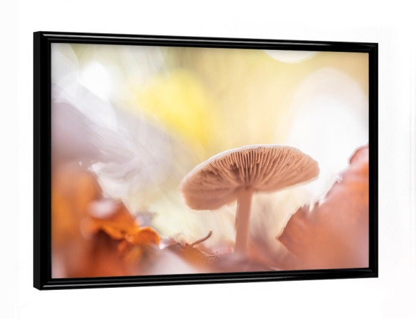 Poster mit schwarzem Rahmen "Herbstpilz" artboxONE - Natur