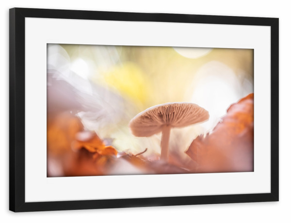 Poster mit Rahmen schwarz "Herbstpilz" artboxONE - Natur