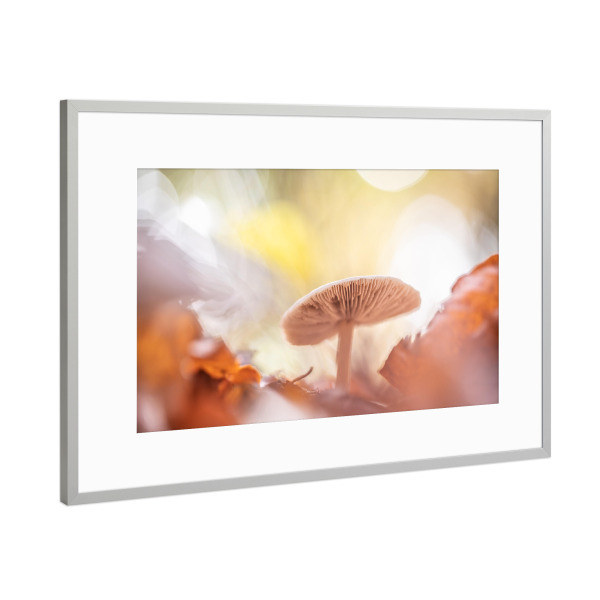 Poster mit Rahmen Silber "Herbstpilz" artboxONE - Natur