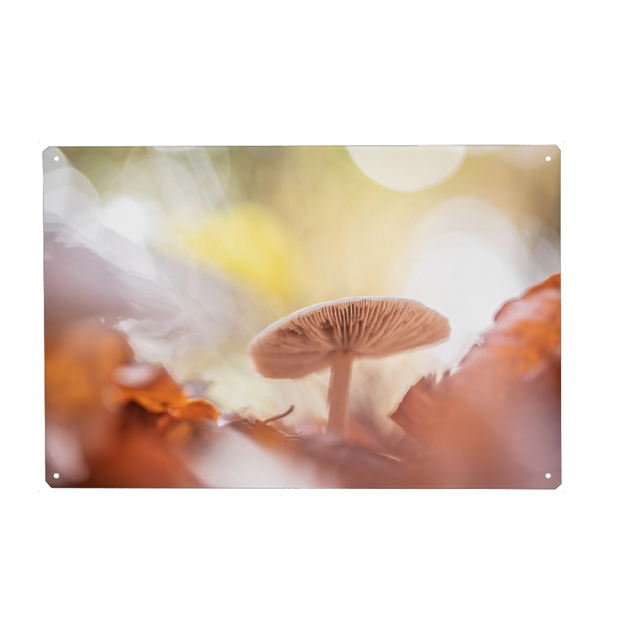 Metall Poster "Herbstpilz" artboxONE - Natur