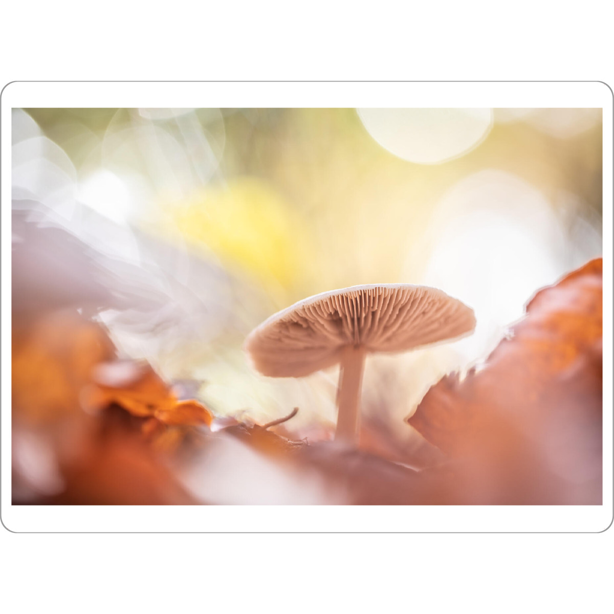 Tischset "Herbstpilz" artboxONE - Natur