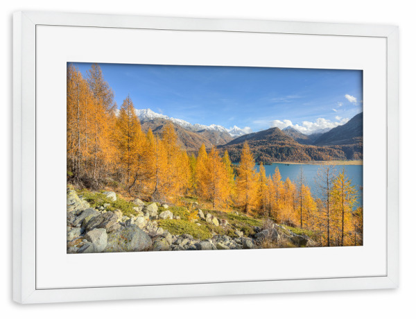 Poster mit Rahmen weiß "Herbst am Silsersee im Engadin" artboxONE - Natur,Reise,Reise / Länder