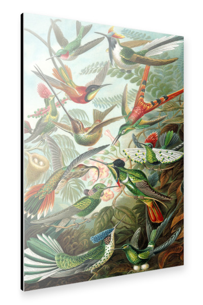 Alu-Dibond "Trochilidae" 30x20 cm artboxONE