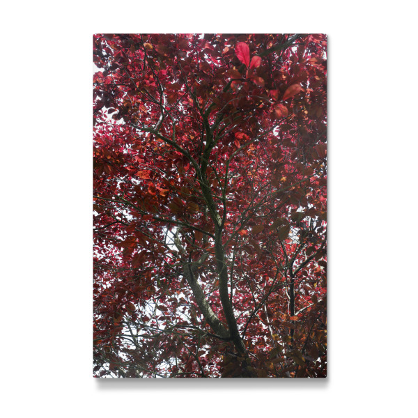 Galerie-Print "Schwarzer Baum mit roten Blättern" 30x20 cm artboxONE