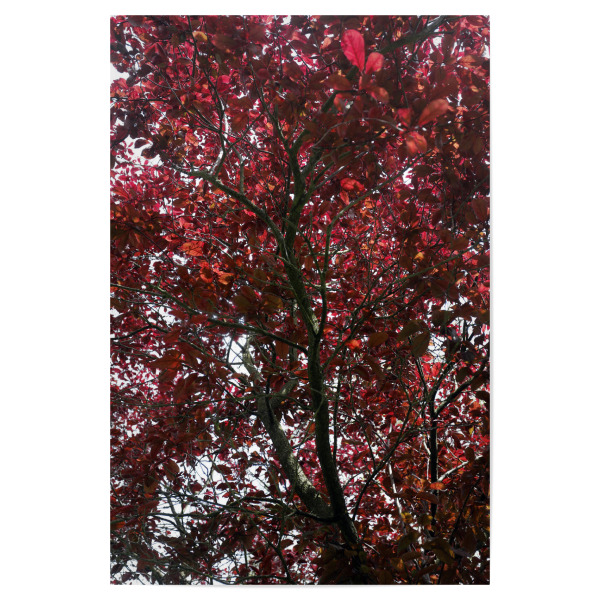 Poster "Schwarzer Baum mit roten Blättern" artboxONE - Natur,Floral,Abstrakt,Reise / Asien