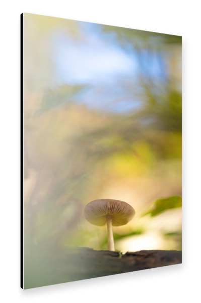 Alu-Dibond "Waldbewohner" 30x20 cm artboxONE