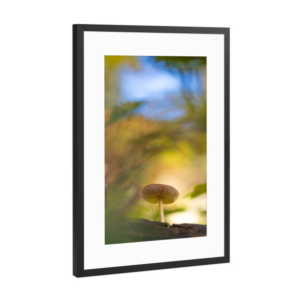 Poster mit Rahmen Schwarz (Metallic) "Waldbewohner" artboxONE - Natur - Pilz,Wald,Waldboden,Nahaufnahme,Lamellen,Herbstfarben,Herbst