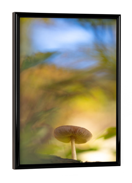 Poster mit schwarzem Rahmen "Waldbewohner" artboxONE - Natur - Pilz,Wald,Waldboden,Nahaufnahme,Lamellen,Herbstfarben,Herbst