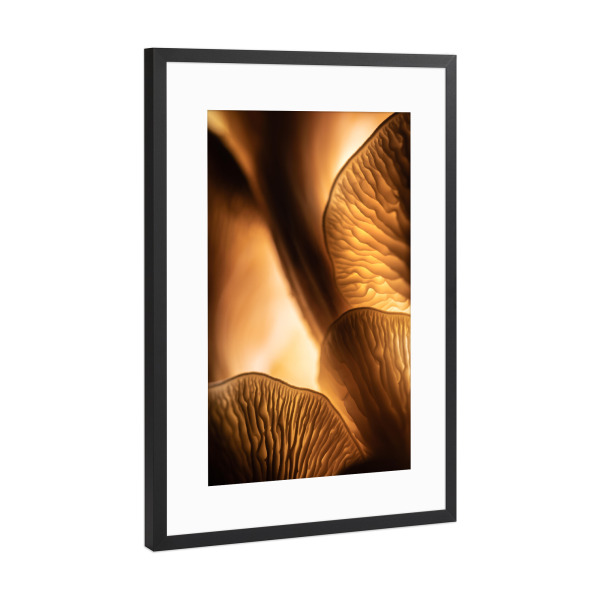 Poster mit Rahmen Schwarz (Metallic) "Pilzkunst" artboxONE - Natur - Zitronengelber seitling,Pilz,Pilze,Lamellen,Leuchtend,Makrofoto,Nahaufnahme