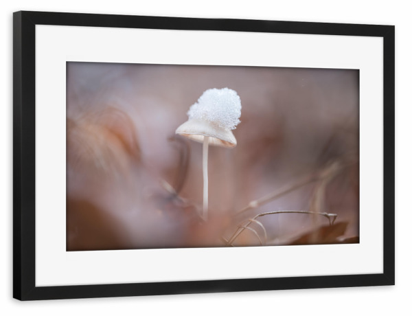 Poster mit Rahmen schwarz "Schneehut" artboxONE - Natur - Pilz,Wald,Waldboden,Laub,Schnee,Makrofotografie,Nahaufnahme,Klein,Winzig