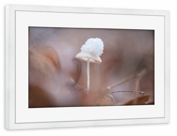 Poster mit Rahmen weiß "Schneehut" artboxONE - Natur - Pilz,Wald,Waldboden,Laub,Schnee,Makrofotografie,Nahaufnahme,Klein,Winzig
