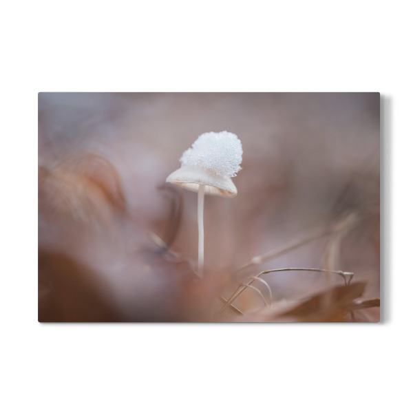 Galerie-Print "Schneehut" 30x20 cm artboxONE