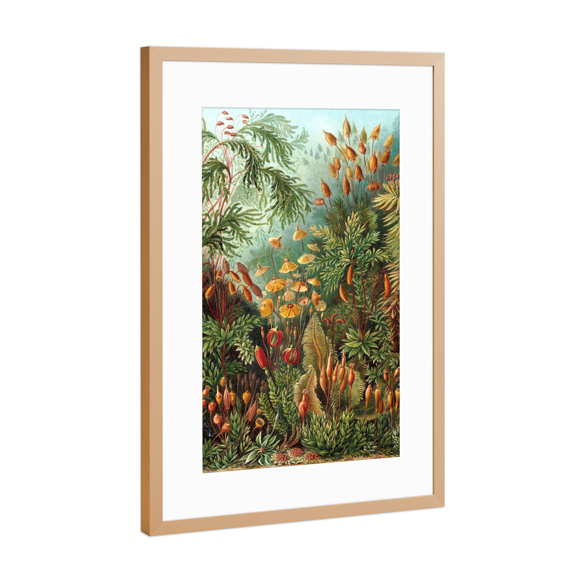 Poster mit Rahmen Kupfer "Muscinae" artboxONE - Natur,Floral