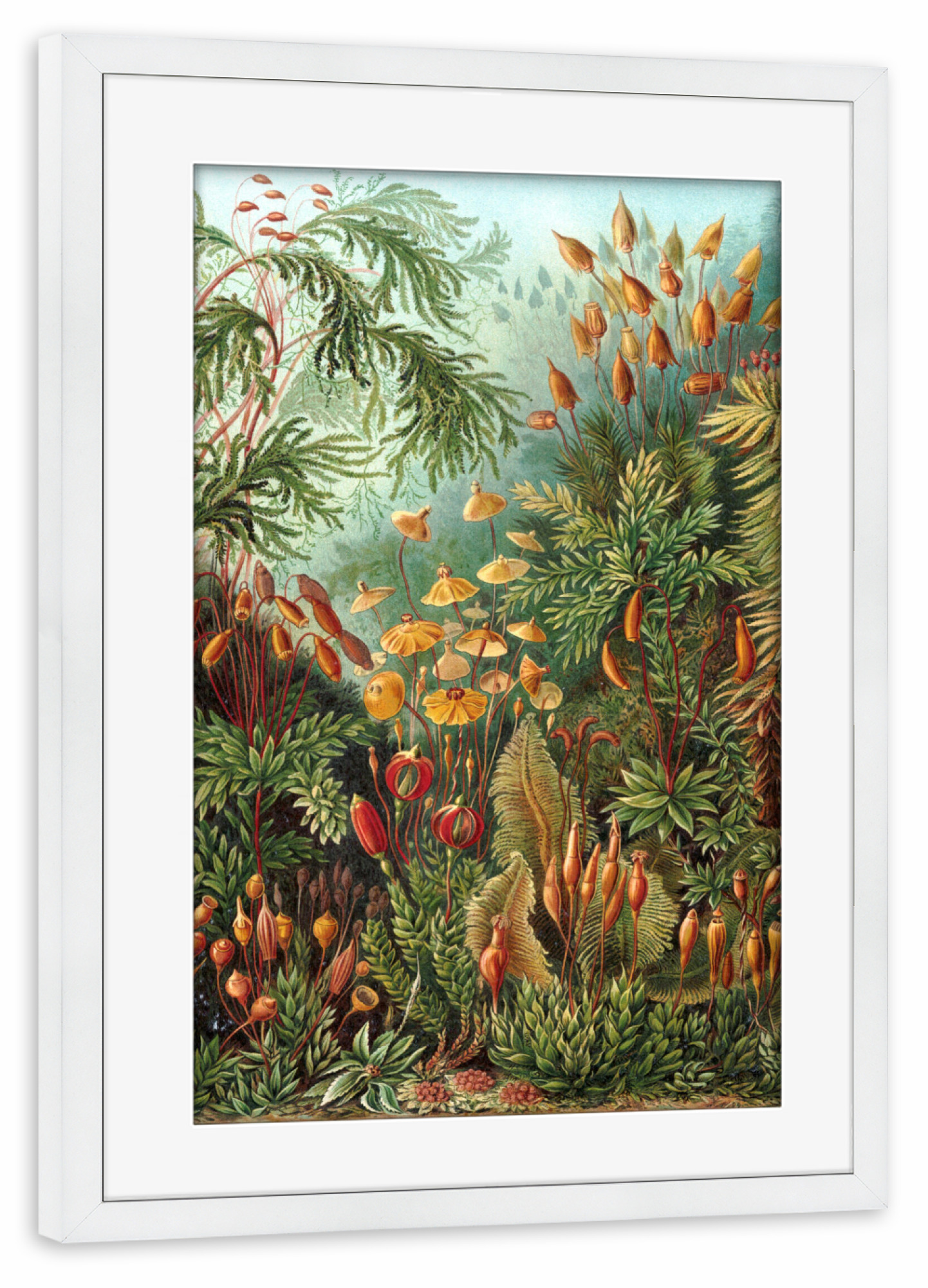 Poster mit Rahmen weiß "Muscinae" artboxONE - Natur,Floral