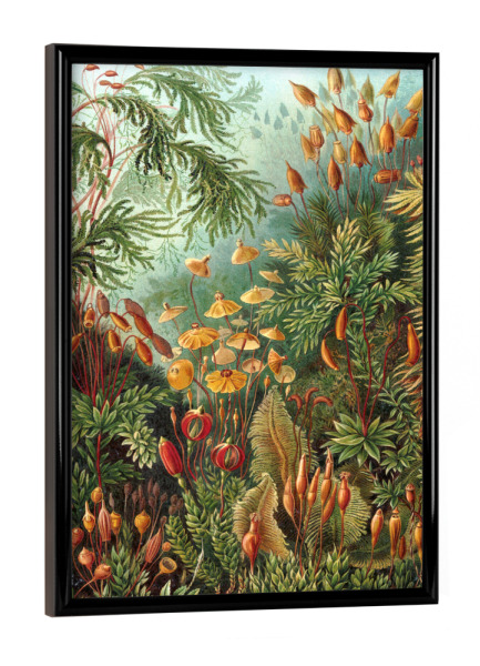 Poster mit schwarzem Rahmen "Muscinae" artboxONE - Natur,Floral