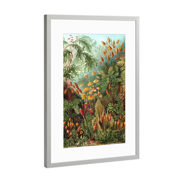 Poster mit Rahmen Silber "Muscinae" artboxONE - Natur,Floral