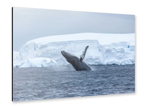 Alu-Dibond "Buckelwal in der Antarktis" 30x20 cm artboxONE