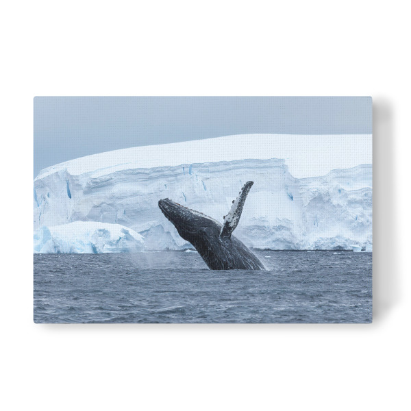 Leinwandbild "Buckelwal in der Antarktis" artboxONE - Tiere - Wal,Buckelwal,Antarktis,Arktis,Eisberg,Meer,Ozean,Wale,Meeressäuger