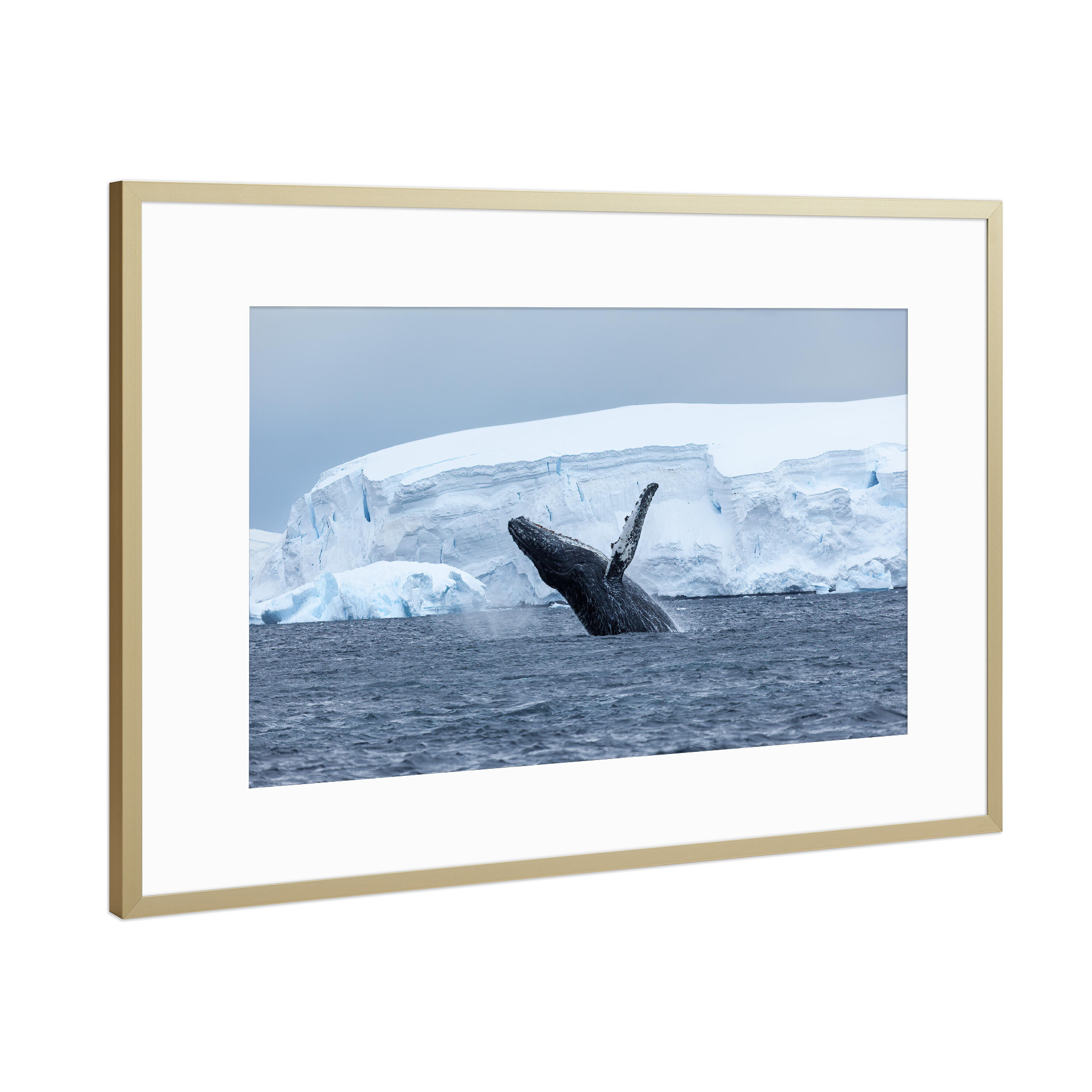 Poster mit Rahmen Gold "Buckelwal in der Antarktis" artboxONE - Tiere - Wal,Buckelwal,Antarktis,Arktis,Eisberg,Meer,Ozean,Wale,Meeressäuger