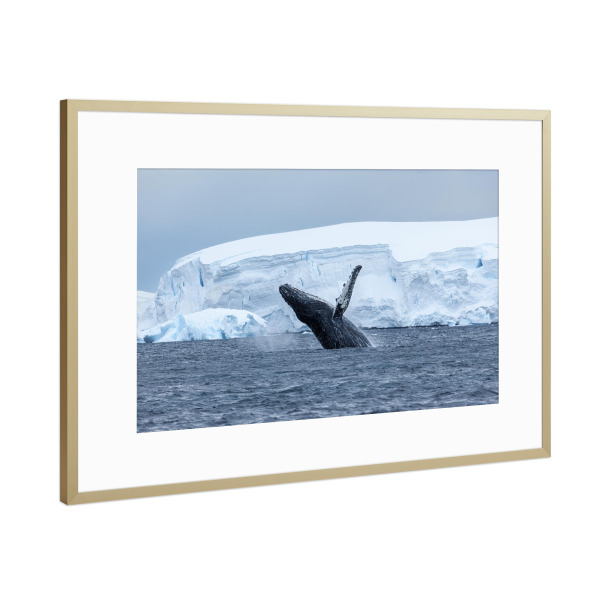 Poster mit Rahmen Gold "Buckelwal in der Antarktis" artboxONE - Tiere - Wal,Buckelwal,Antarktis,Arktis,Eisberg,Meer,Ozean,Wale,Meeressäuger