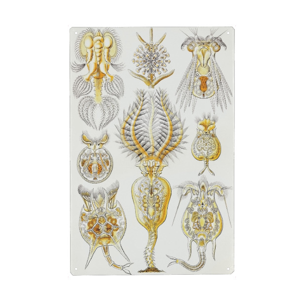 Holzbild "Rotatorien" artboxONE - Natur,Tiere