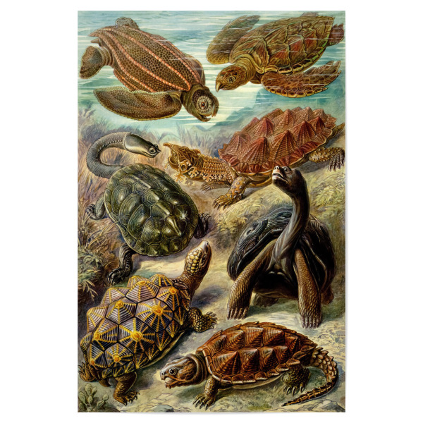 Poster 30x20 cm "Chelonien" artboxONE - Natur,Tiere