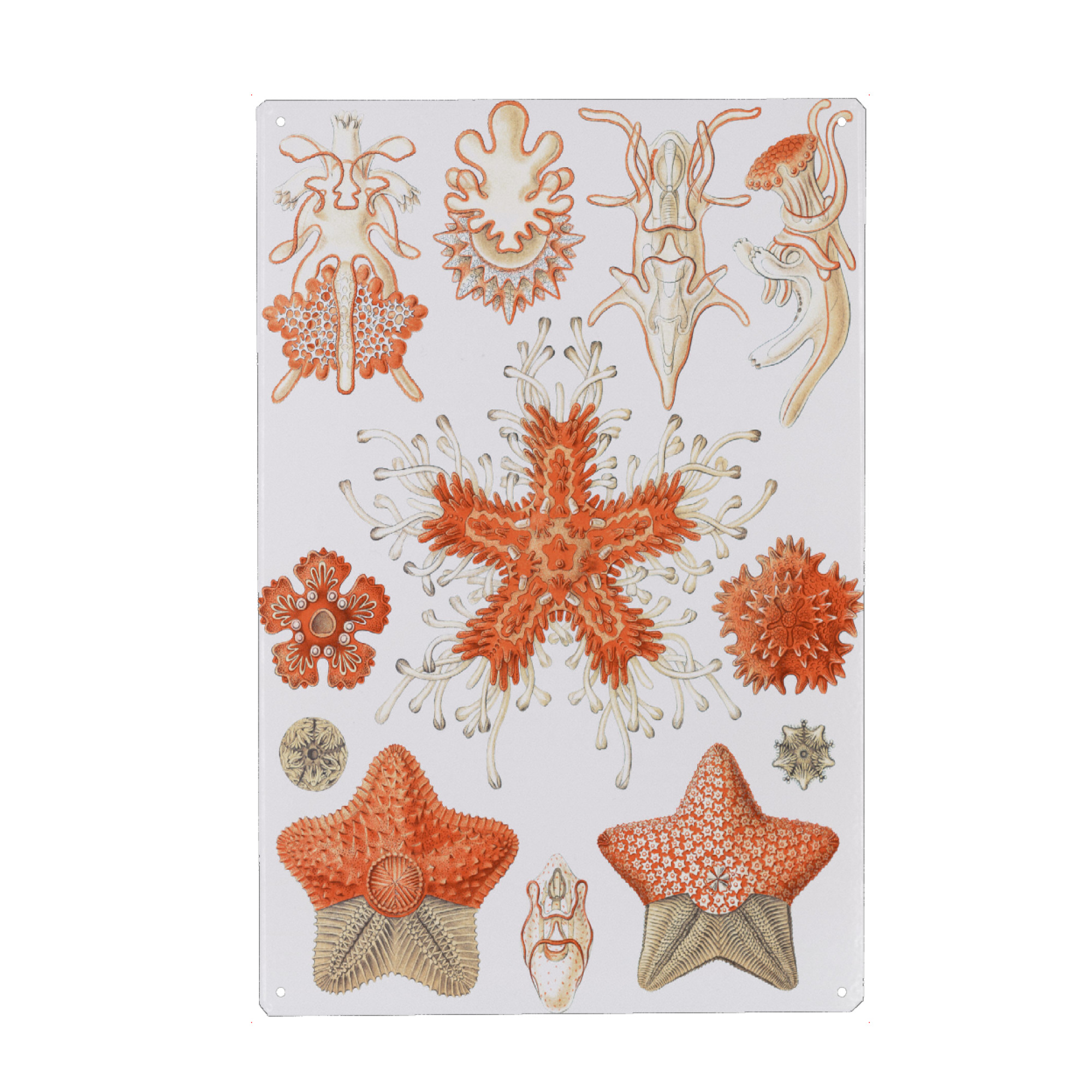 Holzbild "Asteridee" artboxONE - Typografie,Natur,Tiere