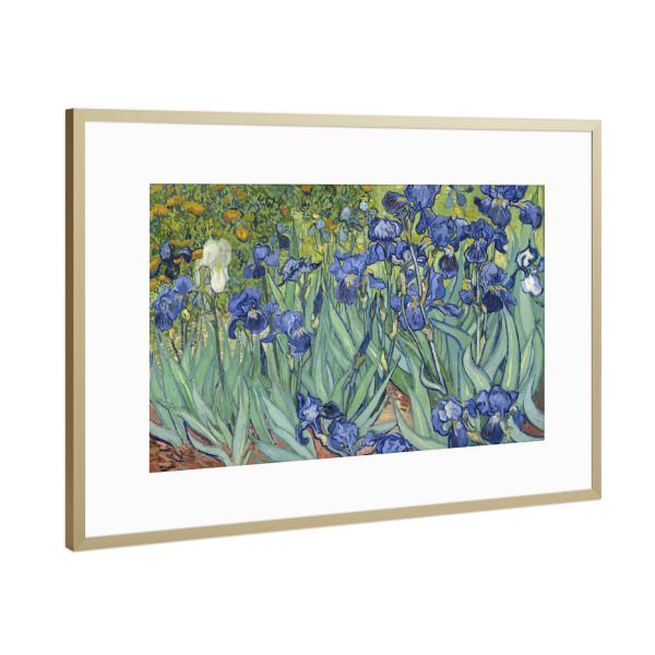 Poster mit Rahmen Gold "Schwertlilien" artboxONE - Natur,Floral,Für Mama,Für Papa
