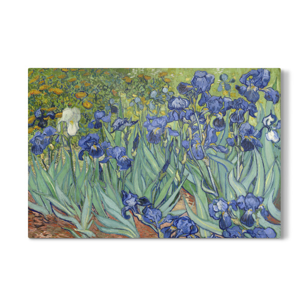 Galerie-Print "Schwertlilien" 30x20 cm artboxONE