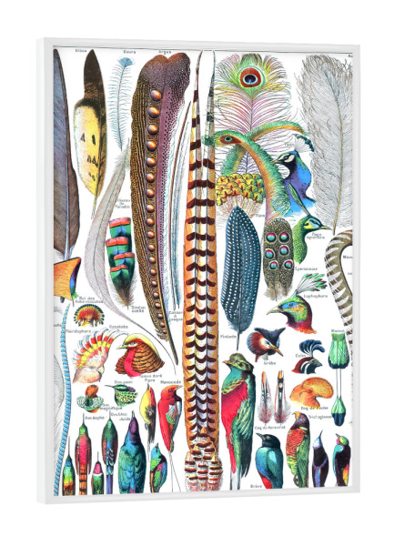 Poster mit weißem Rahmen "Federn - Millot" artboxONE - Natur,Für Kinder,Tiere