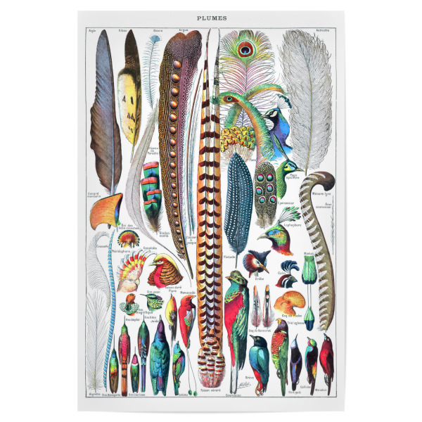 Poster 30x20 cm "Federn - Millot" artboxONE - Natur,Für Kinder,Tiere