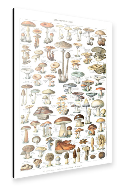 Alu-Dibond "Champignons" 30x20 cm artboxONE