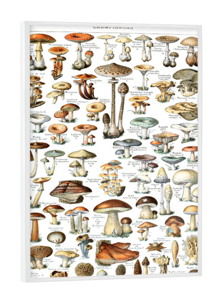 Poster mit weißem Rahmen "Champignons" artboxONE - Typografie,Natur,Für Kinder,Für Mama,Für Papa