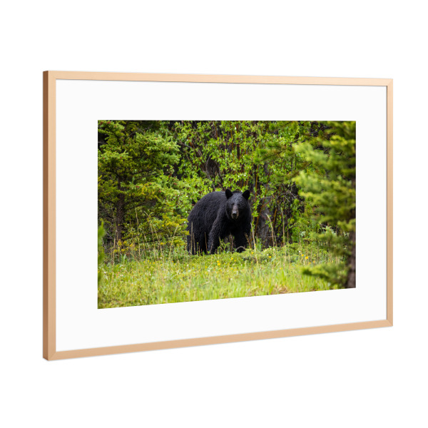 Poster mit Rahmen Kupfer "Schwarzbär im Wald" artboxONE - Natur,Tiere