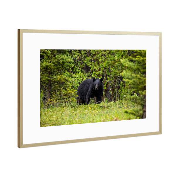 Poster mit Rahmen Gold "Schwarzbär im Wald" artboxONE - Natur,Tiere - Bär,Schwarzbär,Nordamerika,Gefahr,Bären,Wald,Wildlife,Wildtier,Kanada,Säugetier