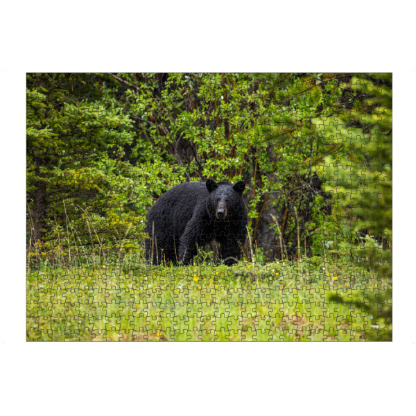 Puzzle Ravensburger "Schwarzbär im Wald" artboxONE - Natur,Tiere - Bär,Schwarzbär,Nordamerika,Gefahr,Bären,Wald,Wildlife,Wildtier,Kanada,Säugetier
