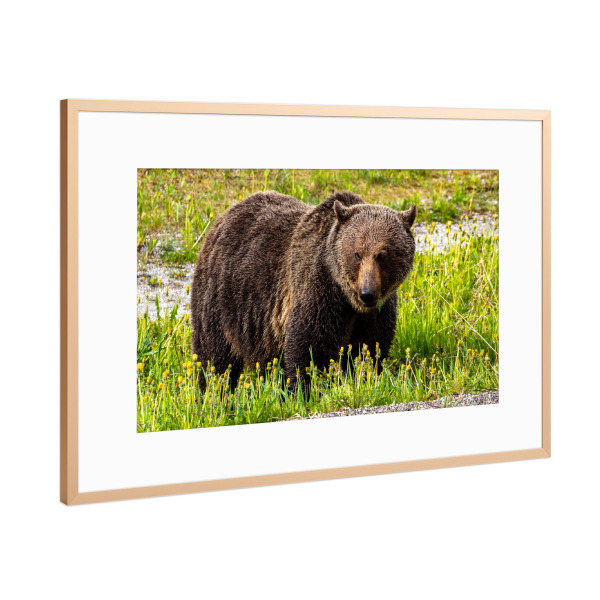 Poster mit Rahmen Kupfer "Wilder Grizzlybär in Kanada" artboxONE - Natur,Tiere