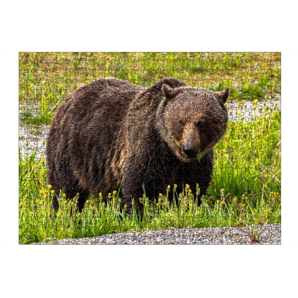 artboxONE Puzzle "Wilder Grizzlybär in Kanada" artboxONE - Natur,Tiere