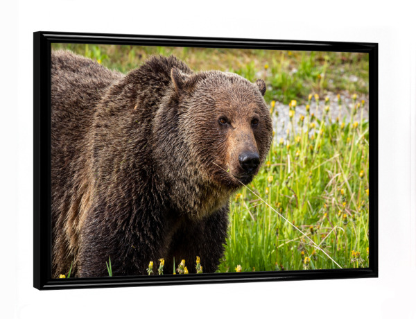 Poster mit schwarzem Rahmen "Wilder Grizzlybär" artboxONE - Natur,Tiere